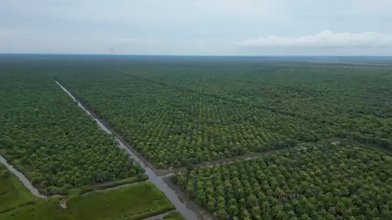 Tanah Kebun Sawit Dijual 604 Hektar di Tapin