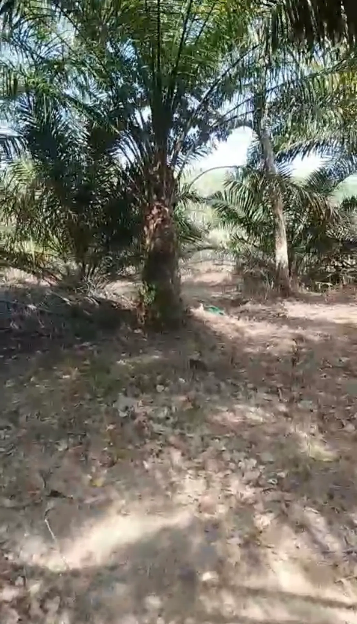 Tanah Dijual 1.050 m² Beserta Kelapa Sawit di Sungai Riam 3