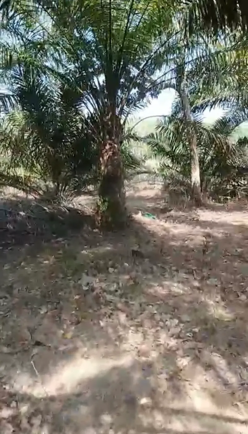 Tanah Dijual 1.050 m² Beserta Kelapa Sawit di Sungai Riam 3