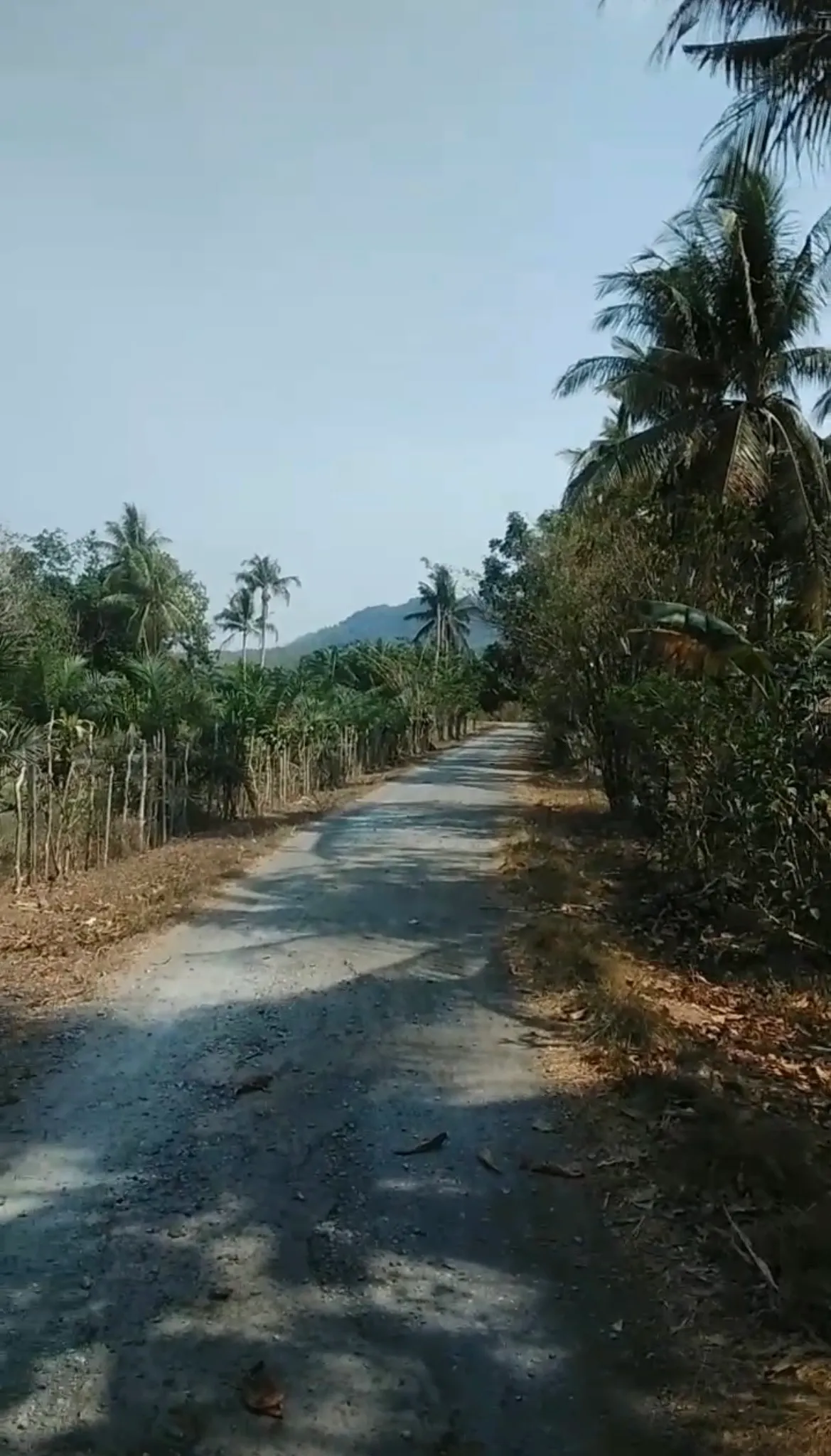 Tanah Dijual 1.050 m² Beserta Kelapa Sawit di Sungai Riam 2