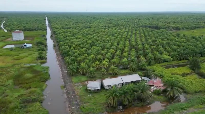 Tanah Kebun Sawit Dijual 604 Hektar di Tapin 4