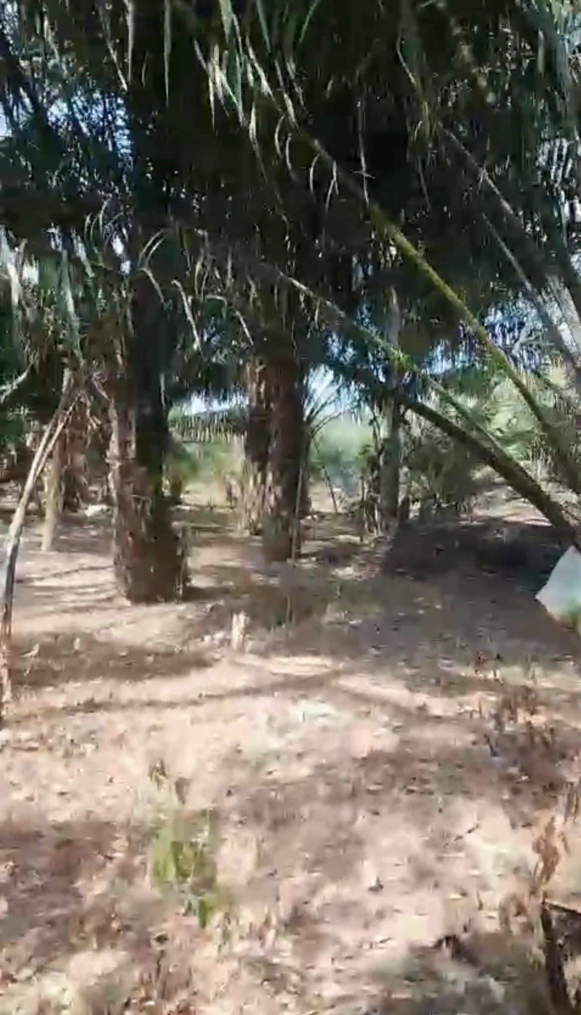 Tanah Dijual 1.050 m² Beserta Kelapa Sawit di Sungai Riam 4